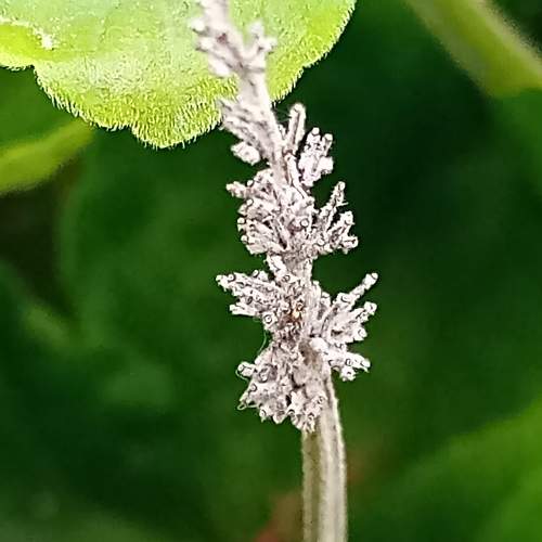 Photo #10416192