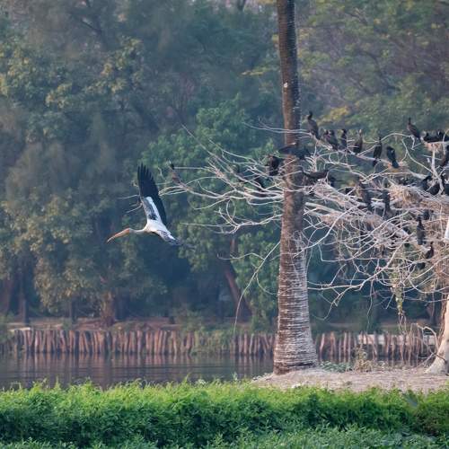 Chasing Tree