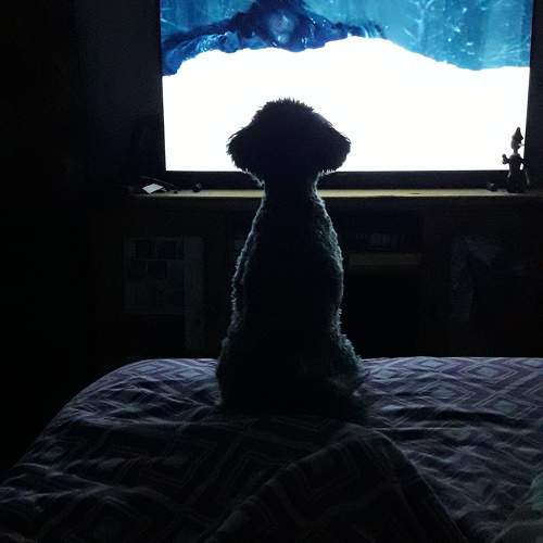 Mascota