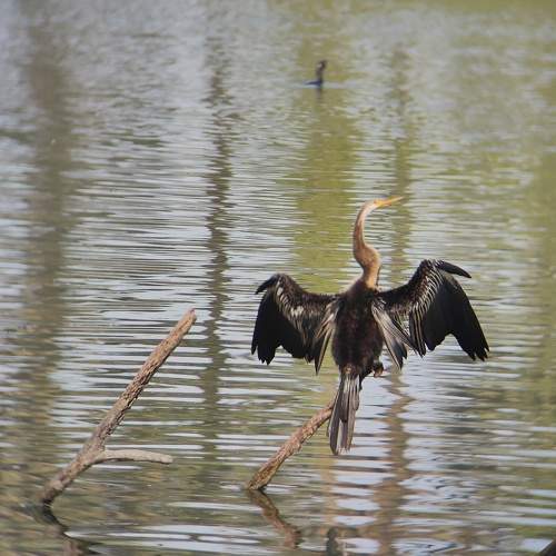 Photo #10416914