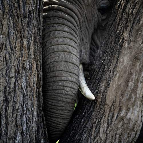 Фотография #10417036