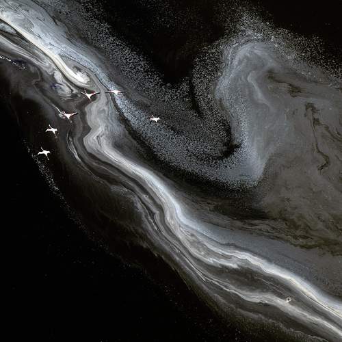 "The Flamingos of Lake Magadi"