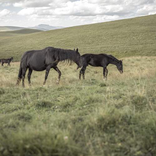 Photo #10420766