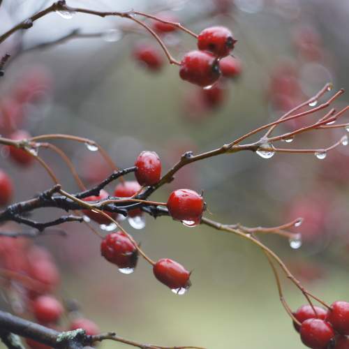 Photo #10421245