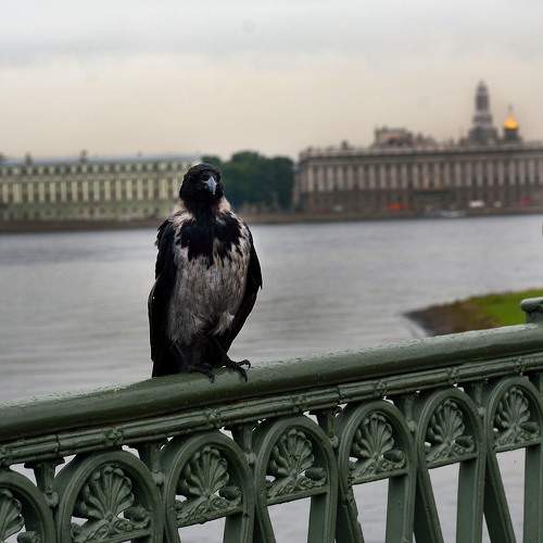 Photo #10421432