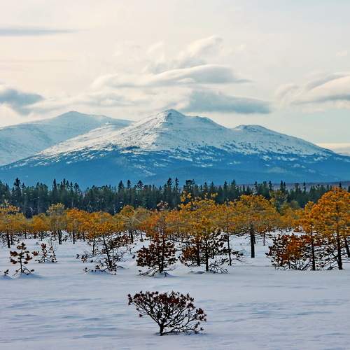 Photo #10421632