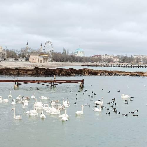 Лебеди