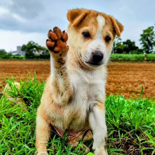 Pawsitive Gabbu