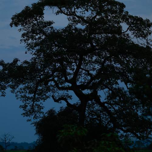 Tranquil Evening