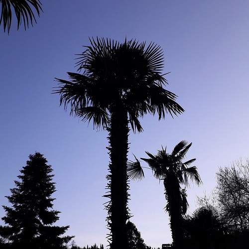Photo #10424525