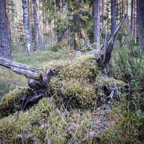 Photo #10425245