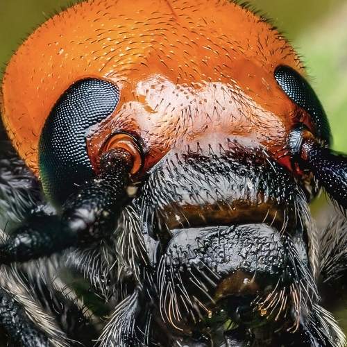 Photo #10427066