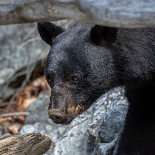 Photo #10428419