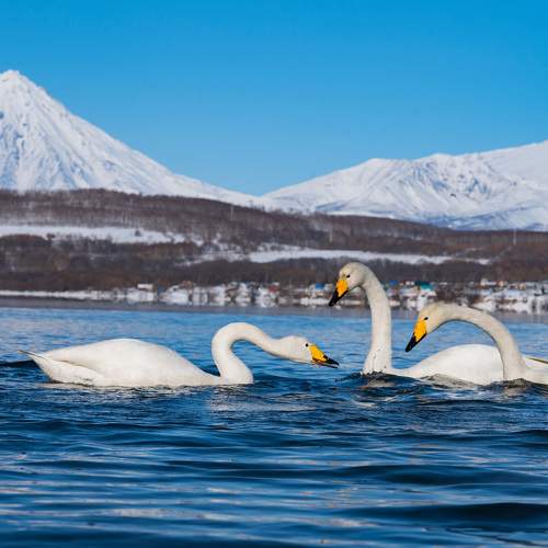 Лебеди-кликуны