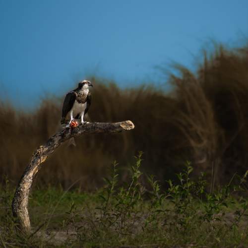 Photo #10429497