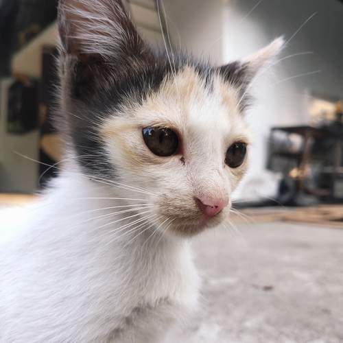 Photo #10429818