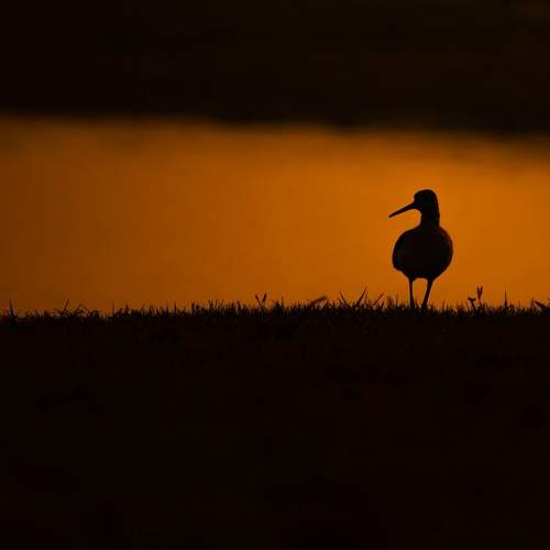 Photo #10430481
