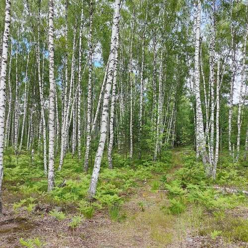 Photo #10430827