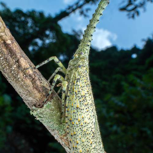 Crocodile head planthopper!