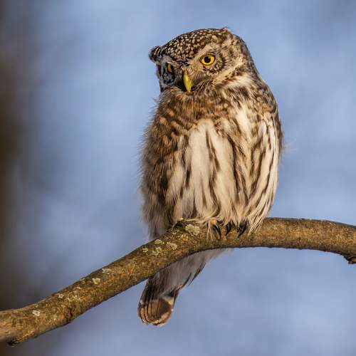 Photo #10431048