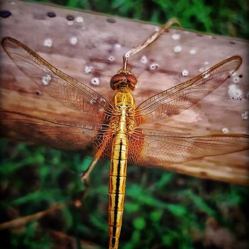 Photo #10431174