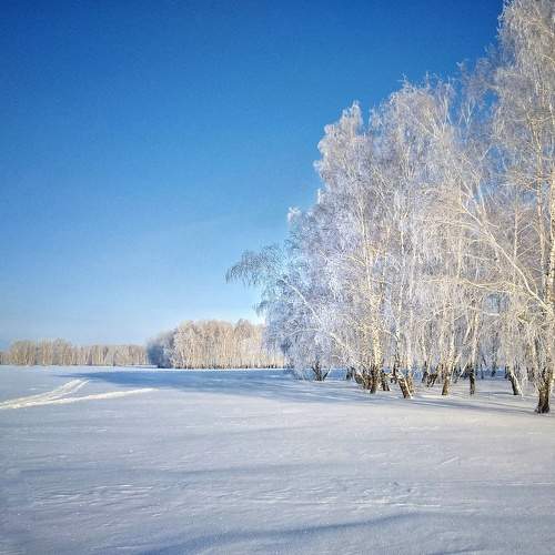 Сибирские берёзы.