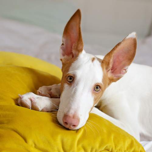 Photo #10431617