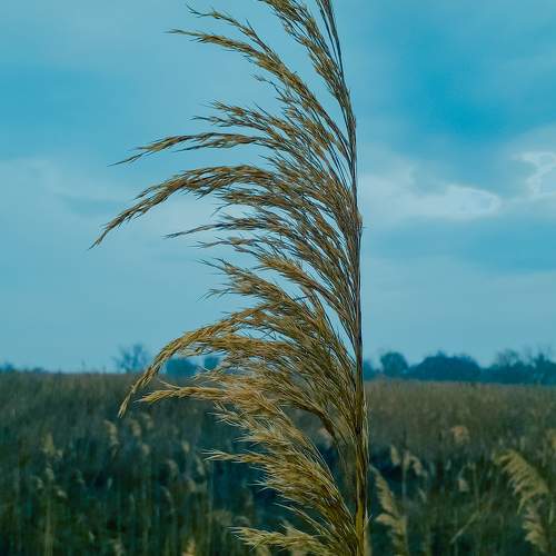Photo #10431806