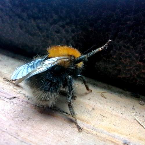 Шмель/Bumblebee