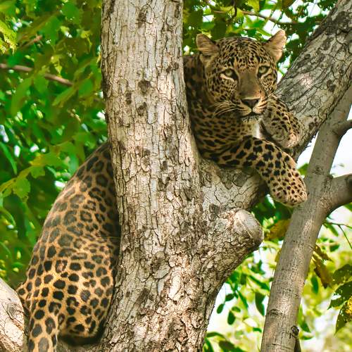 Leopard climbing down a tree