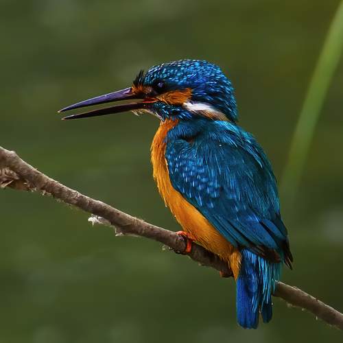 Фотография #10432453