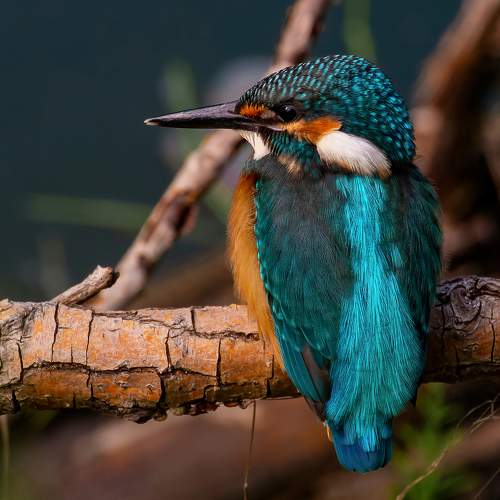 Фотография #10432454