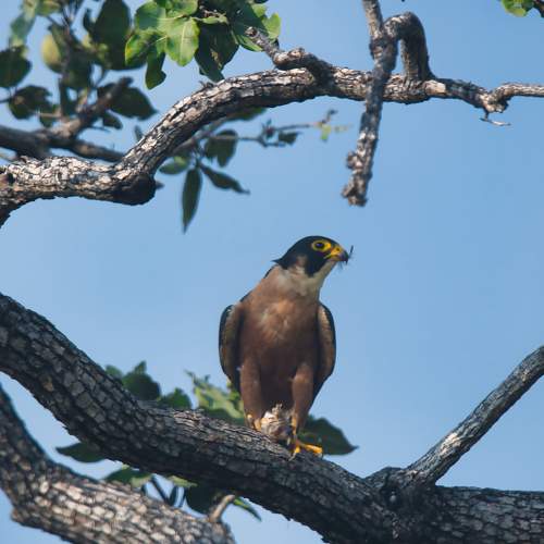 Shaheen Falcon eating prey