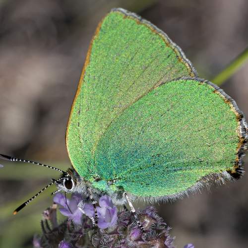 Photo #10435167