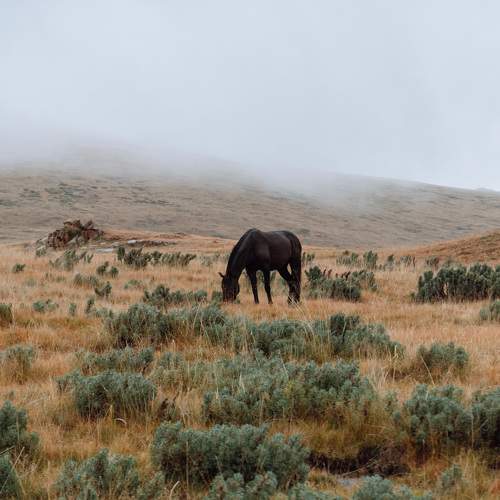 Photo #10435214
