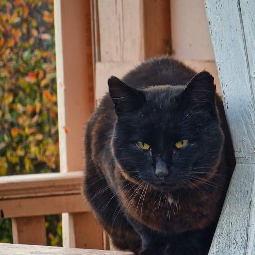 Photo #10435368