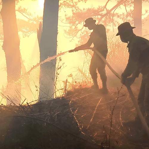 Forest Fire