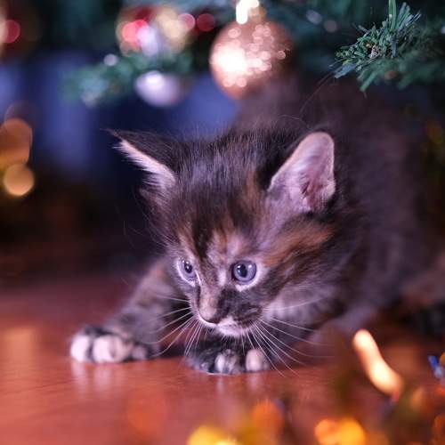Photo #10435991