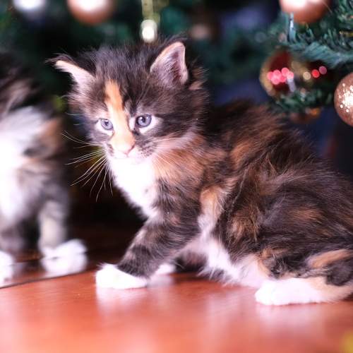 Photo #10436054