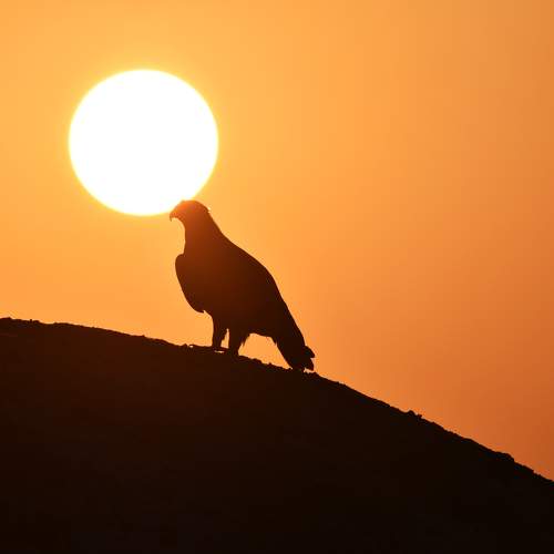 Photo #10436315
