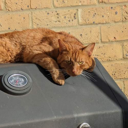 Photo #10436809
