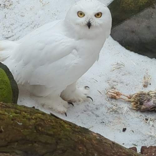Photo #10436982