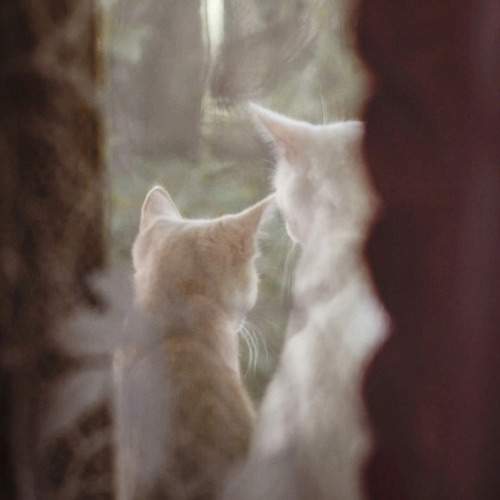 Photo #10437225