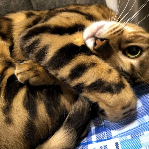 Photo #10437324