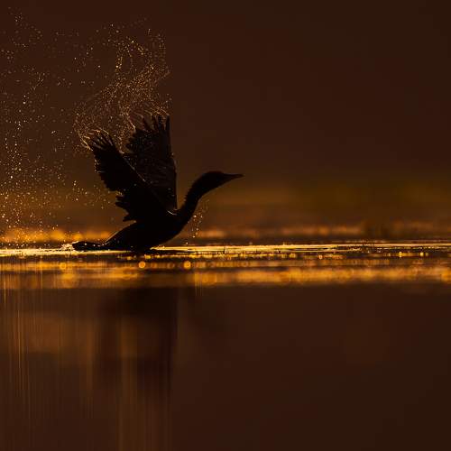 Golden moments