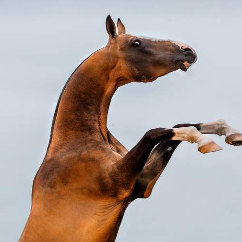 Photo #10437631