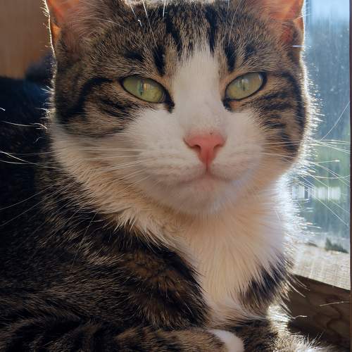 PORTRAIT OF A CAT