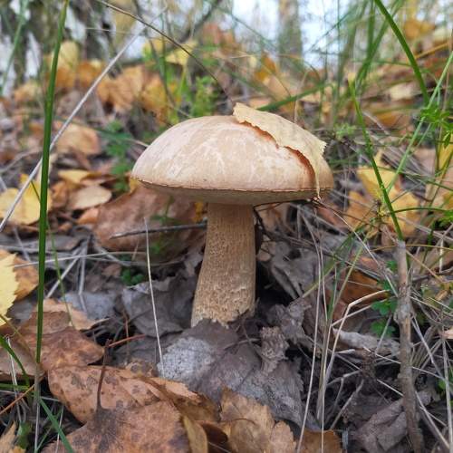 Photo #10437708