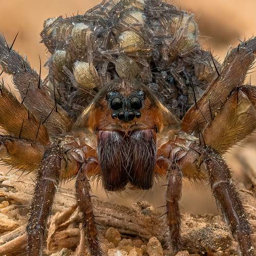 Wolf spider with her babies