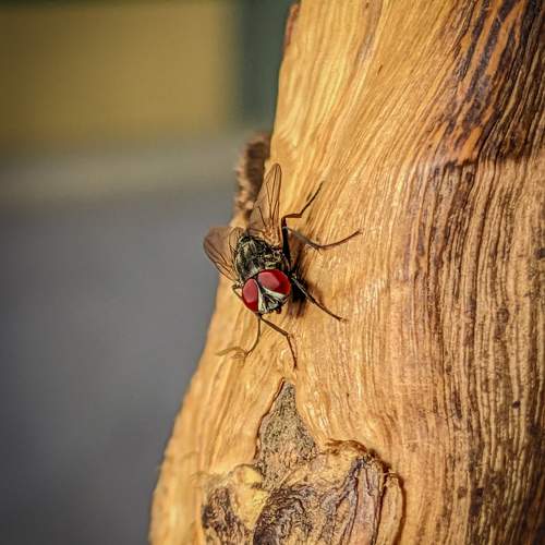 Photo #10437938